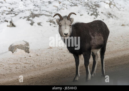 La chèvre de montagne debout sur la route, Route de l'Alaska, Municipalité régionale de Northern Rockies, British Columbia, Canada Banque D'Images