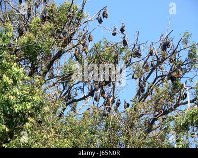 Les roussettes hanging on tree Banque D'Images