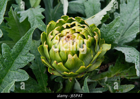 Artichaut bio close up croissant dans le potager Banque D'Images