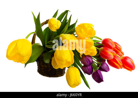 Plante à fleurs violet panier tulip rouge jaune orange belle arrangement Banque D'Images