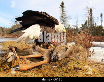 Un aigle à tête de balayage d'un chevreuil mort durant l'hiver dans le Wisconsin. Banque D'Images