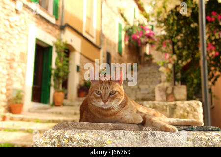 Chat domestique, red tabby, gingembre, se trouve sur un mur dans un village mediteran Banque D'Images