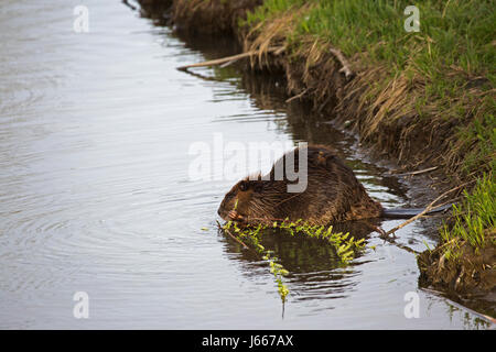 La mastication de castor sur la branche dans un étang de traitement des eaux pluviales pour les zones humides où la végétation de ruissellement des filtres de rues avant de se jeter dans la rivière Bow Banque D'Images