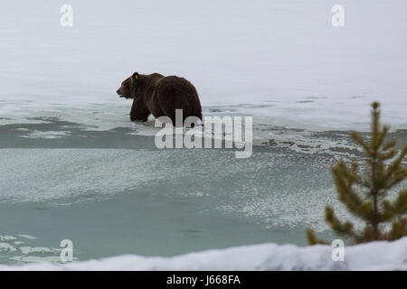 Grizzli (Ursus arctos horribilis) traversant un lac semi-gelé en Alberta, au Canada. L'ours vient de sortir de l'hibernation. Banque D'Images