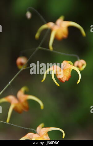 Epimedium 'Amber Queen', parfois aussi Barronwort 'Amber Queen' en pleine floraison dans l'ombre d'un pommelé English woodland garden au printemps Banque D'Images