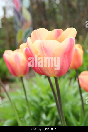 Tulipa 'Apricot Foxx' en pleine floraison à la frontière d'un jardin anglais - la fin d'avril Banque D'Images