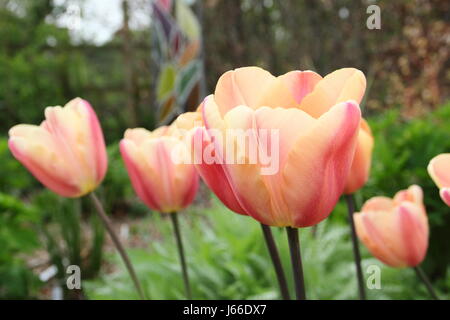 Tulipa 'Apricot Foxx' en pleine floraison à la frontière d'un jardin anglais - la fin d'avril Banque D'Images