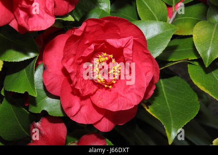 Camellia japonica 'Barbara Morgan' en pleine floraison dans un jardin anglais - printemps Banque D'Images