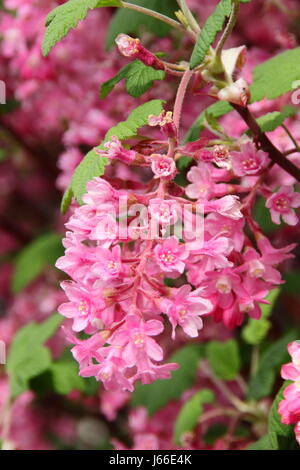 Masses de grappes d'un rouge parfumé de Cassis à Fleurs (Ribes sanguineum) en pleine floraison, formant la haie d'un jardin anglais au printemps Banque D'Images