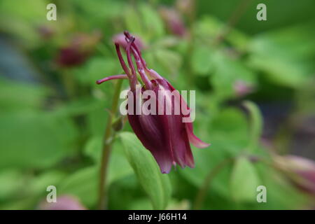 Le Cardinal Songbird Ancolie Bud Banque D'Images