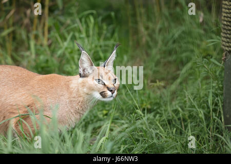 Caracal chat dans l'herbe Banque D'Images