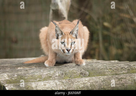 Caracal Big Cat Animal Banque D'Images