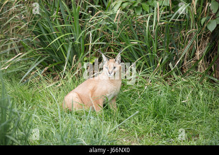 Caracal big cat animal dans l'herbe Banque D'Images