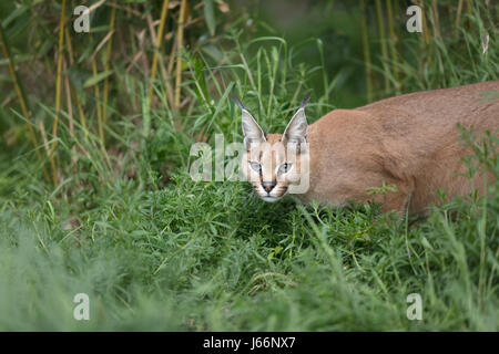 Caracal big cat dans l'herbe Banque D'Images