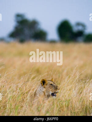 Lionne couchée dans l'herbe. Savannah. Parc national. Kenya. Tanzanie. Maasai Mara. Serengeti. Banque D'Images