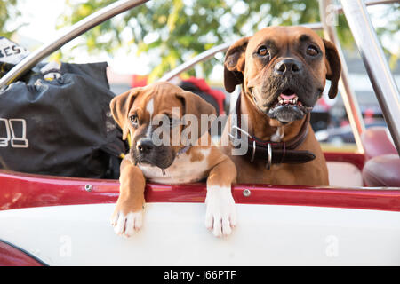 Deux chiens : mère et chiot à la recherche d'une voiture décapotable. Tulum, Mexique. Banque D'Images