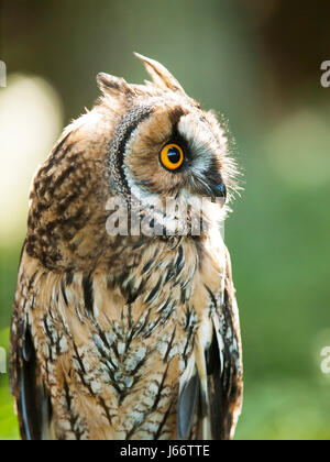 Portrait de hibou moyen-duc - Asio otus otus Banque D'Images