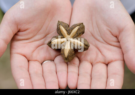 Image de sacha inchi sur les mains de semences d'arachides Banque D'Images