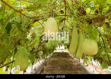 Benincasa hispida fruit vert croissant sur la vigne Banque D'Images