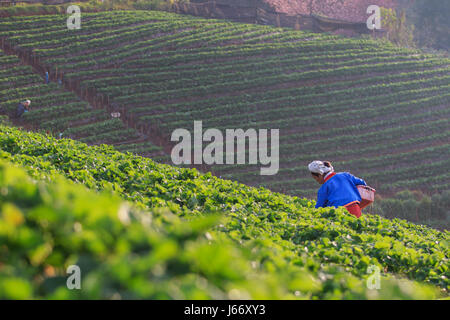 CHIANGMAI THAILANDE - jan 11 : fraises agriculteur biologique récolte des fraises fraîches en plantation sur terrain angkhang janvier 11,2016 à Chiangmai tha Banque D'Images