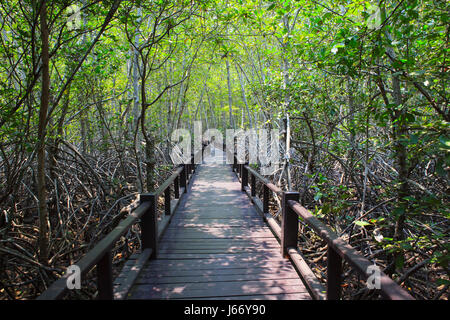 Belle terre scape de façon bois pont dans la forêt de mangrove naturelle Banque D'Images