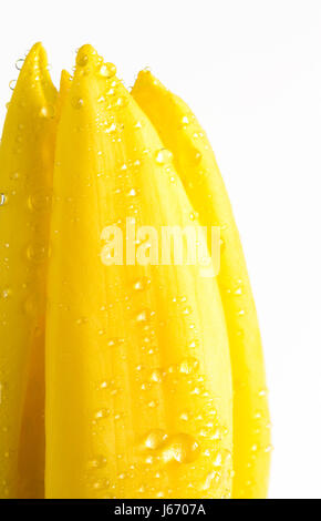 Close up tulipe jaune avec des gouttelettes d'eau sur blanc Banque D'Images