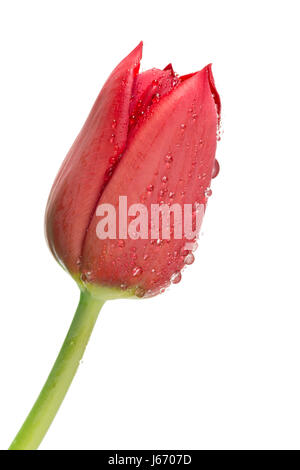 Tulipe rouge avec des gouttelettes d'eau sur blanc Banque D'Images