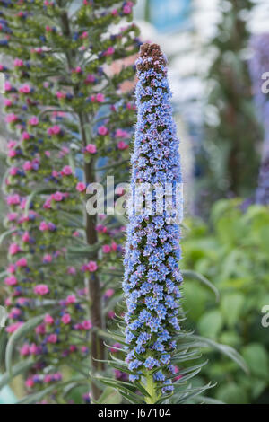 Echium candicans. Fierté de Madère fleur Banque D'Images