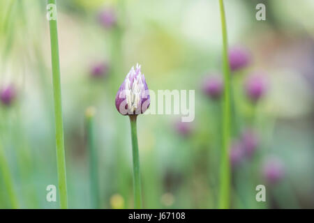 Choenoprasum la ciboulette Allium, les boutons de fleurs s'ouvrant sur un affichage à un flower show. UK Banque D'Images