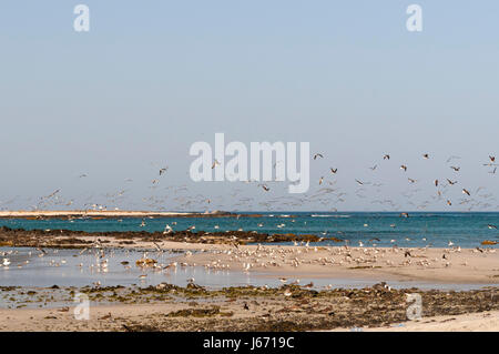 L'île de Masirah, Oman. Banque D'Images