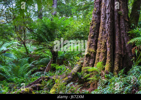 Dicksonia antarctica Rain forest à Melba Gully State Park, Great Otway National Park, Victoria, Australie. Banque D'Images