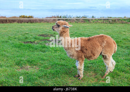 Close up head shot of brown alpaca dans green field Banque D'Images