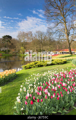 Les tulipes dans les jardins de Keukenhof, Lisse, Pays-Bas Banque D'Images