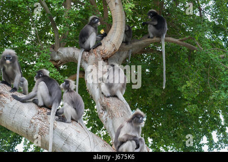 Feuille sombre, singe langur sombre des ours à lunettes, langur à Prachuap Khiri Khan, Thaïlande Banque D'Images