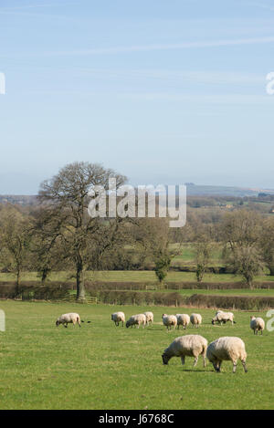 Un point de vue rural de moutons paissant dans la campagne, Broadwell, (entre Stow-on-the-Wold et Moreton-in-Marsh), Angleterre, Royaume-Uni Banque D'Images