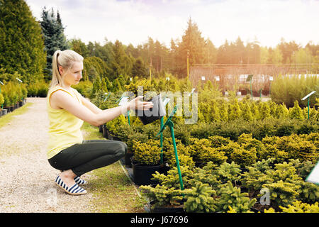 Femme choisissant de conifères d'ornement arbre en pépinière de plein air Banque D'Images