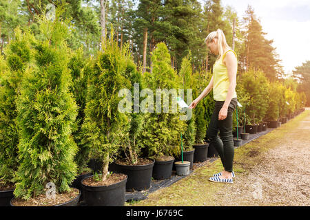 Femme choisissant thuja arbre en pépinière de plein air Banque D'Images