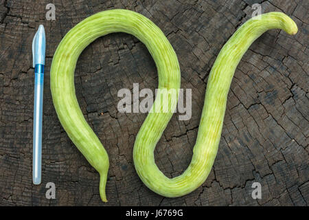 Le melon de serpent sur un arrière-plan de souche d'arbre, par rapport à une taille de plume Banque D'Images