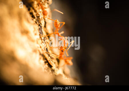 Les fourmis tisserandes sont en communication Banque D'Images