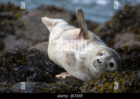 Jeune phoque gris (Halichoerus grypus) Bain de soleil sur les rochers et les algues dans la matinée, soleil de printemps Skomer, galles, printemps 2017 © Jason Richardson / Ala Banque D'Images