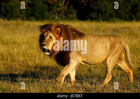 Kalahari immense crinière d'un lion noir Banque D'Images
