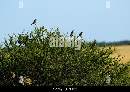 Les Pipits africains Grassveld perché sur Acacia thornveld Banque D'Images