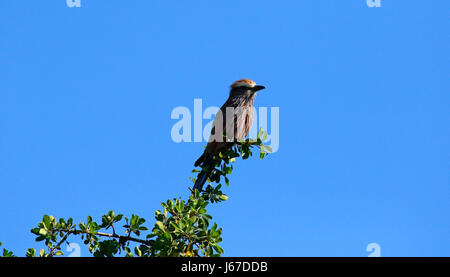 Mauve ou Rufous-Crowned roller Banque D'Images