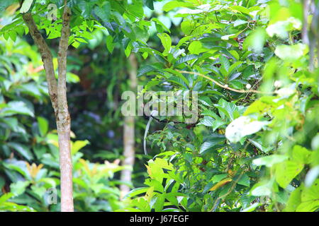 Asian paradise flycatcher moucherolle ou le paradis de Blyth (Terpsiphone procera affinis) dans l'île de Simeulue, Indonésie Banque D'Images