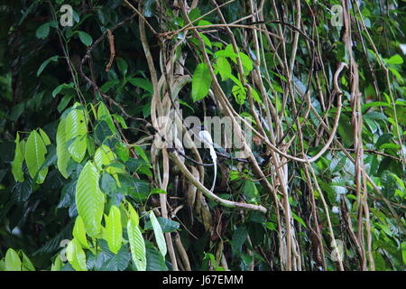 Asian paradise flycatcher moucherolle ou le paradis de Blyth (Terpsiphone procera affinis) dans l'île de Simeulue, Indonésie Banque D'Images