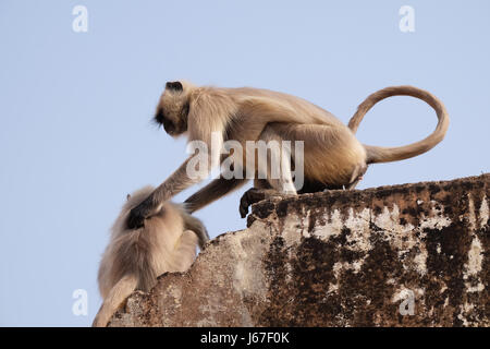 Gray Langur sur mur à Fort Amber à Jaipur, Rajasthan, Inde, le 16 février, 2016. Banque D'Images