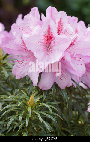 Rhododendron ponticum Filigran, herald de printemps, fleurissent des jardins Banque D'Images