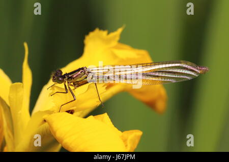 Damselfly À Yeux Rouges Banque D'Images