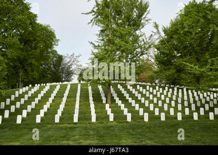 Les rangées de pierres tombales blanches dans le cimetière d'Arlington menant à la première section des sépultures militaires Washington DC USA Banque D'Images