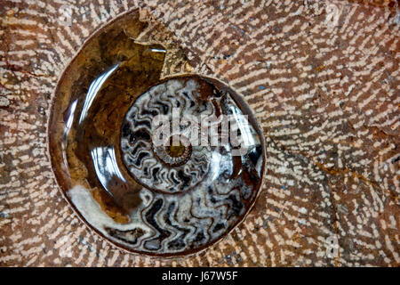 Spirale animaux coquillage fossile nature ancienne fermer macro macro close-up Banque D'Images